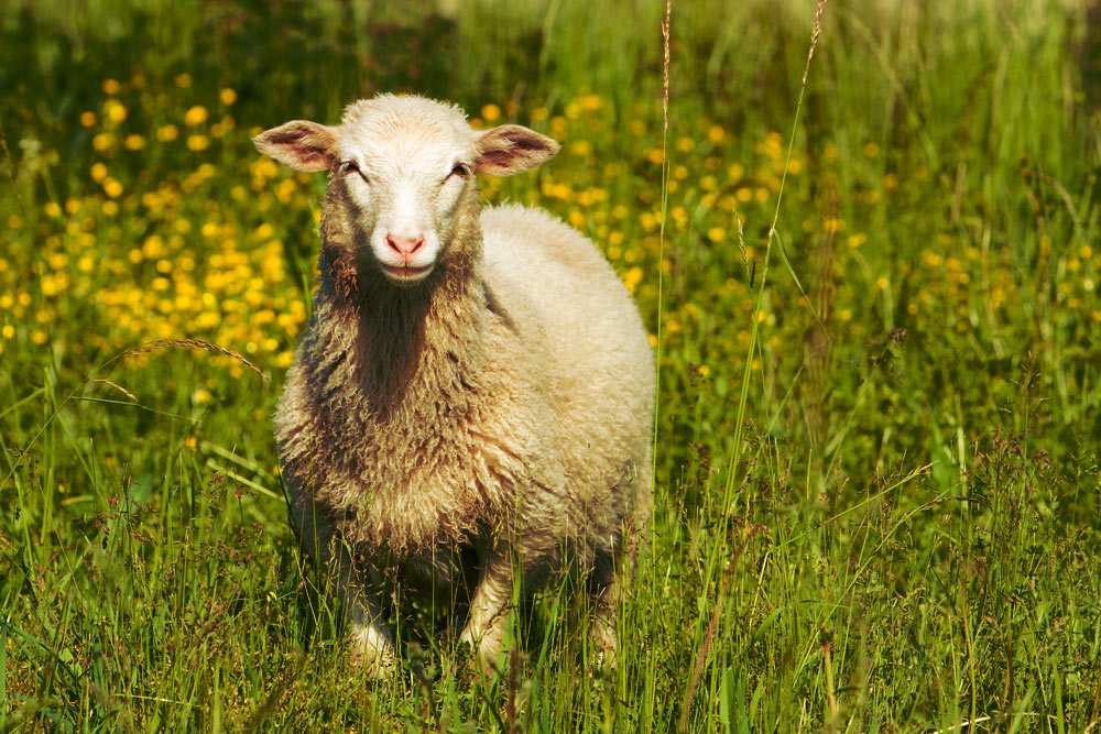 A cordeira de um homem pobre